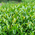 静岡県春野町産　在来茶(山里の浅蒸し茶)　１００g ５本セット：2700円